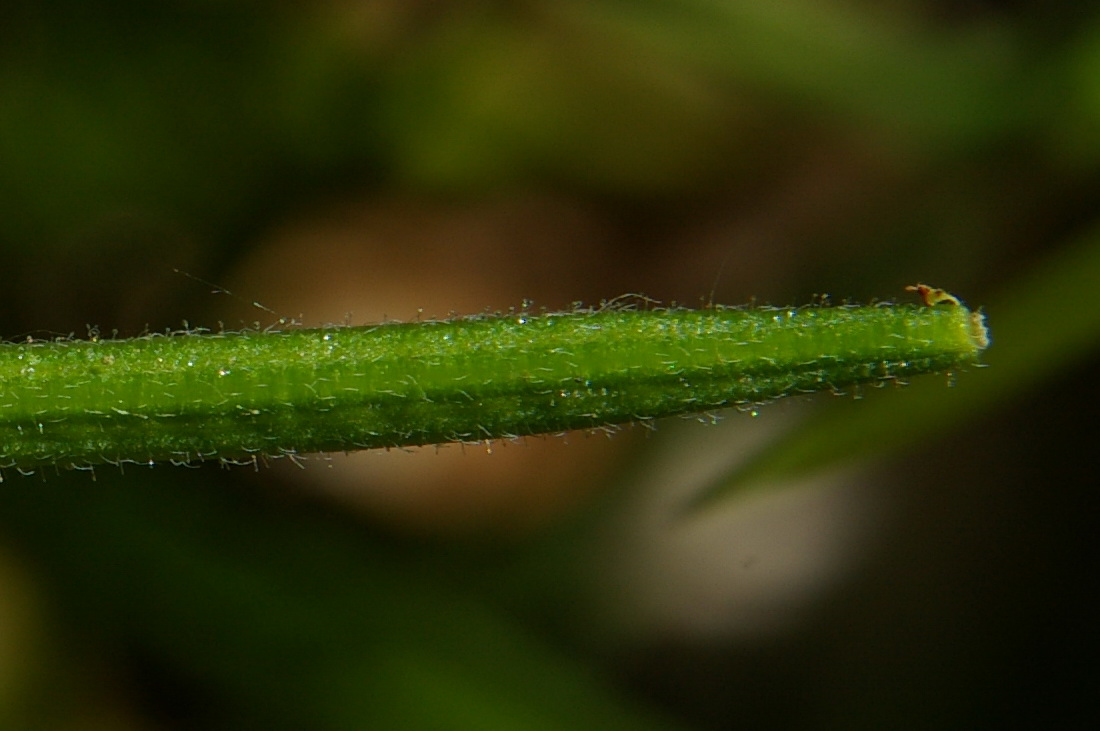 Изображение особи Epilobium consimile.