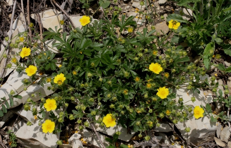 Image of Potentilla sphenophylla specimen.