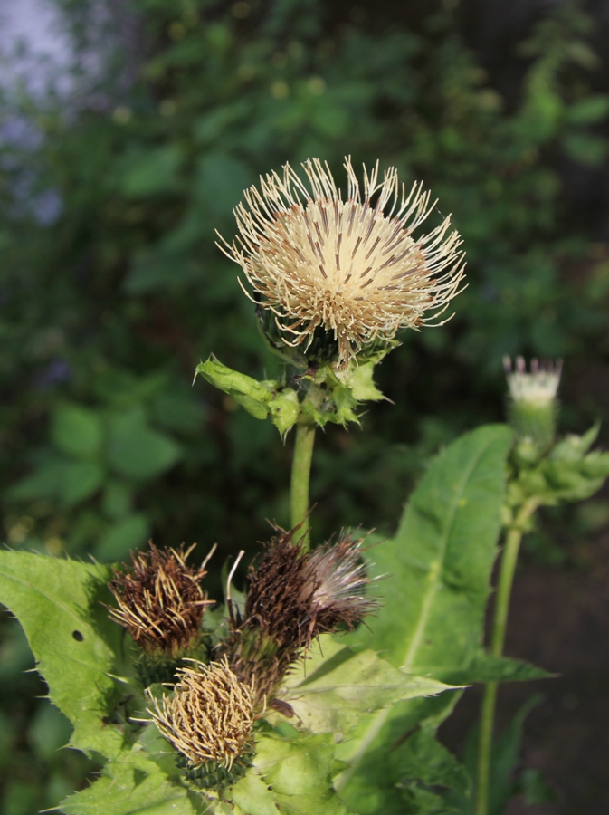 Изображение особи Cirsium oleraceum.