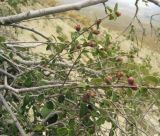 Cotoneaster nummularius