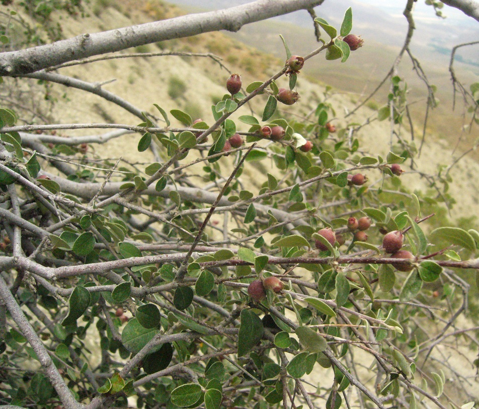 Изображение особи Cotoneaster nummularius.