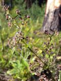 Galium boreale. Верхушка плодоносящего растения. Свердловская обл., окр. г. Североуральск, южная окраина Колонгинского водохранилища, берег р. Исток, сосново-еловый лес. 16.08.2011.