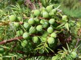 Juniperus communis