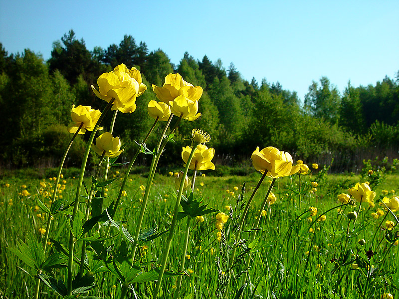 Изображение особи Trollius europaeus.