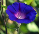 Ipomoea purpurea. Цветок. Московская обл., Раменский р-н, окр. дер. Хрипань, садовый участок. 31.08.2011.