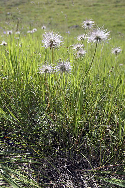 Image of Pulsatilla campanella specimen.