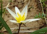 Tulipa dasystemonoides