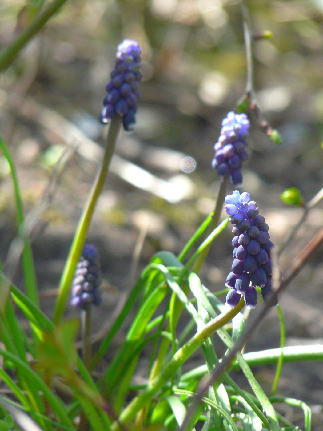 Изображение особи Muscari neglectum.