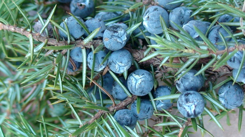 Изображение особи Juniperus oblonga.