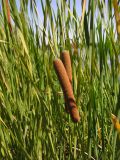 Typha angustifolia