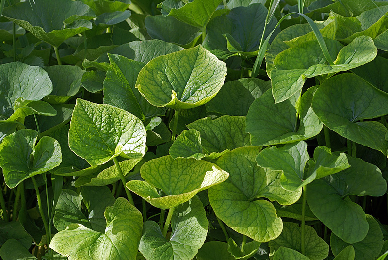 Image of Brunnera sibirica specimen.