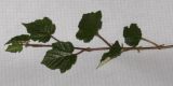 Rubus tricolor. Побег. Германия, г. Кемпен, в культуре. 27.01.2012.