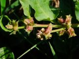 Rumex spinosus