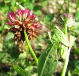 Trifolium hybridum ssp. elegans