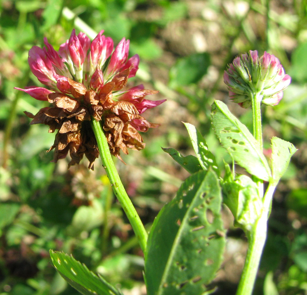 Image of Trifolium hybridum ssp. elegans specimen.