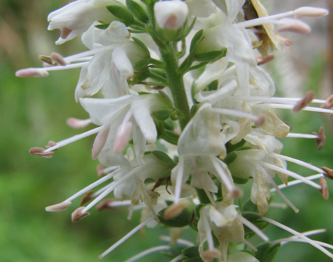 Image of Veronica daurica specimen.