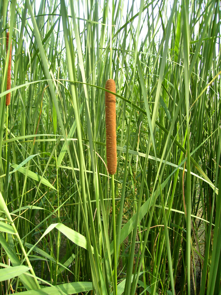 Изображение особи Typha angustifolia.