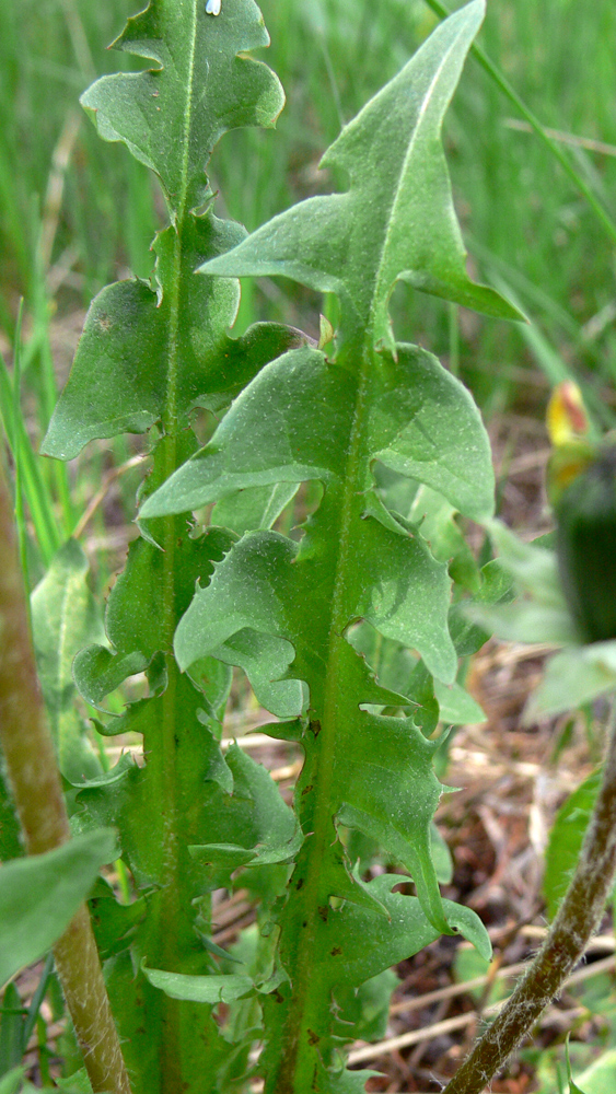 Image of Taraxacum marklundii specimen.