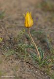 Tulipa lehmanniana