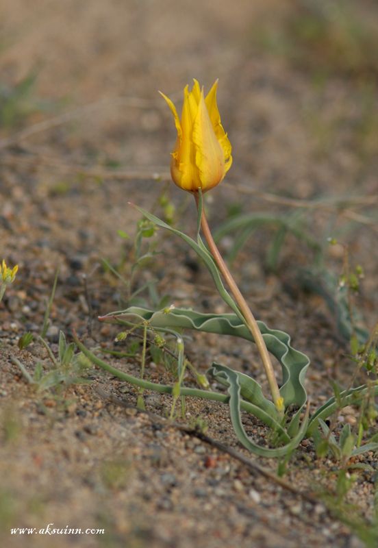 Image of Tulipa lehmanniana specimen.