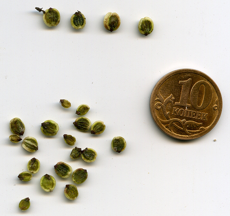 Image of Peucedanum oreoselinum specimen.