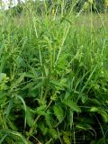 Agrimonia eupatoria. Нижняя часть цветущего растения. Окрестности Смоленска. 06.07.2011.