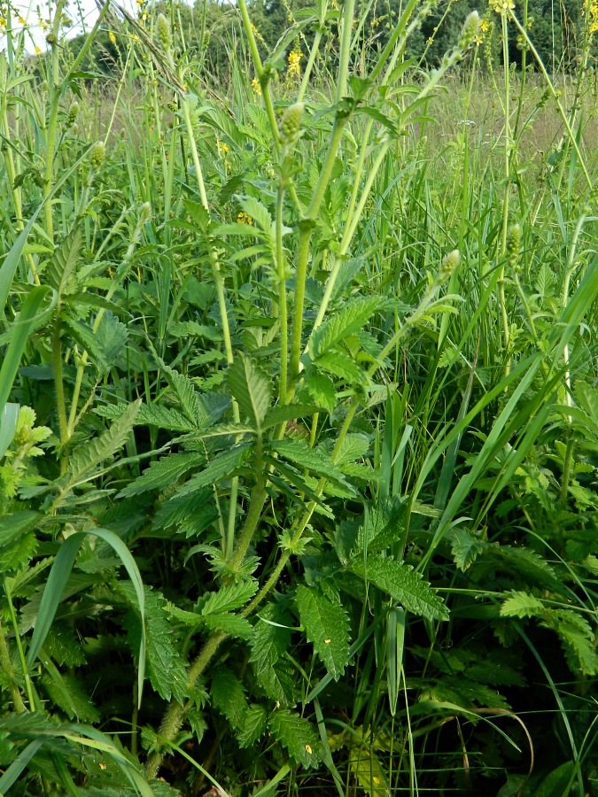 Image of Agrimonia eupatoria specimen.