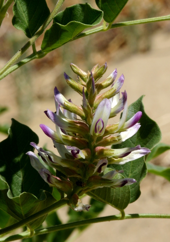 Семена солодки. Glycyrrhiza glabra. Солодка растение семена. Солодка Забайкальская. Индийская Солодка.