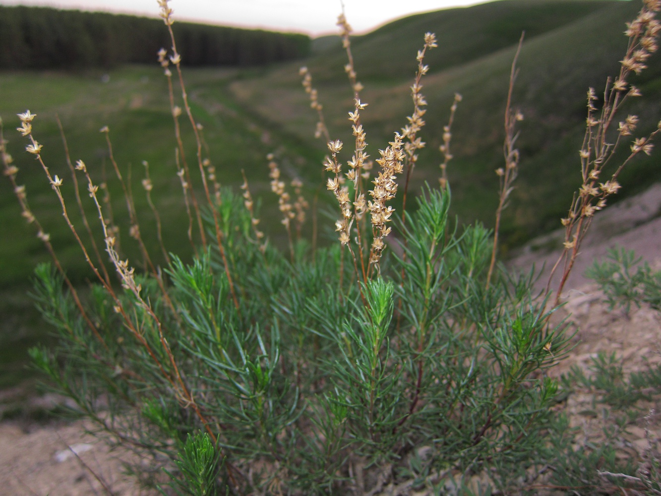 Изображение особи Artemisia salsoloides.