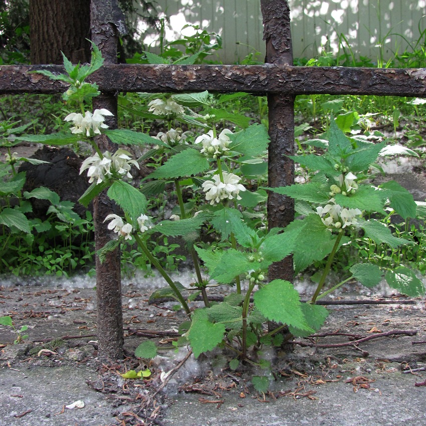 Image of Lamium album specimen.