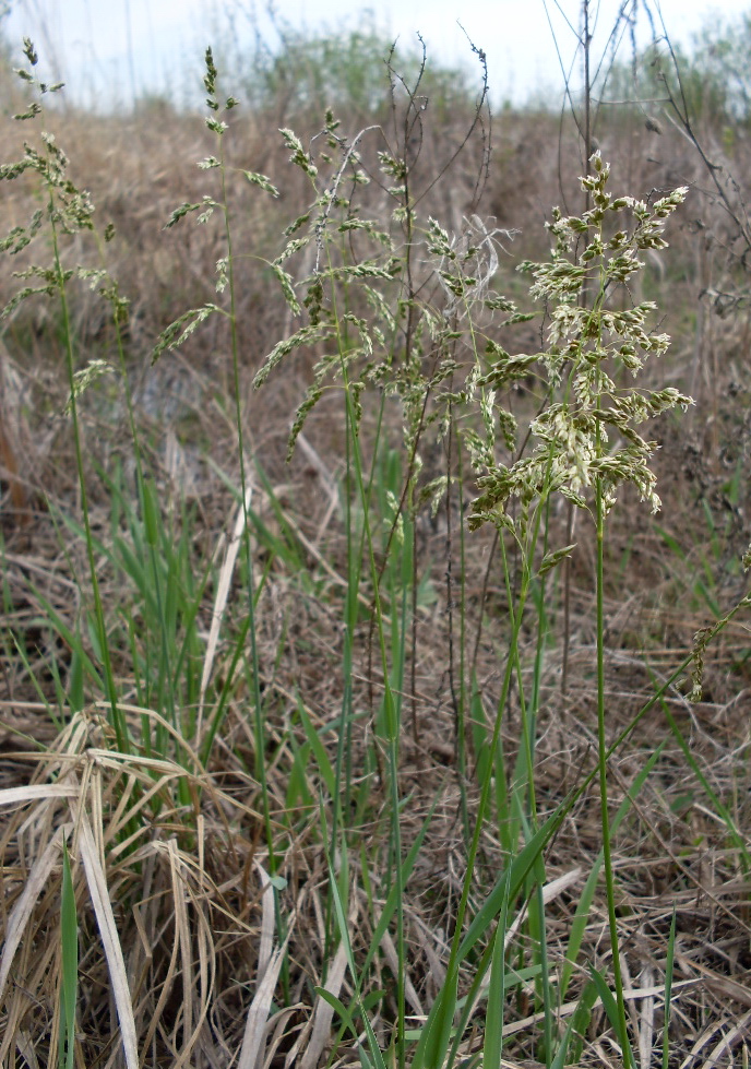 Image of Hierochloe repens specimen.