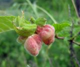 Ulmus minor. Листья с галлами. Украина, Черкасская обл., Каневский р-н, региональный ландшафтный парк \"Трахтемиров\", урочище \"Монастырок\". 26 мая 2012 г.