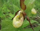 Cypripedium calceolus