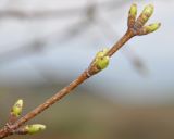 Acer monspessulanum