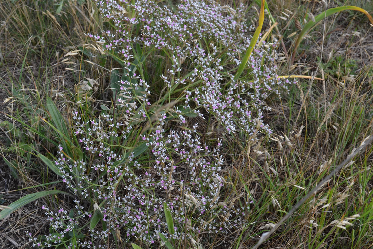 Изображение особи Goniolimon tauricum.