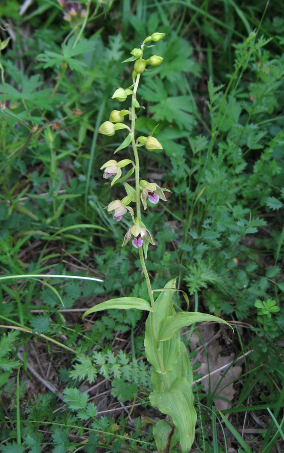 Image of Epipactis helleborine specimen.