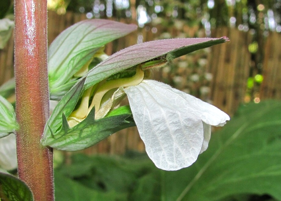 Изображение особи Acanthus mollis.