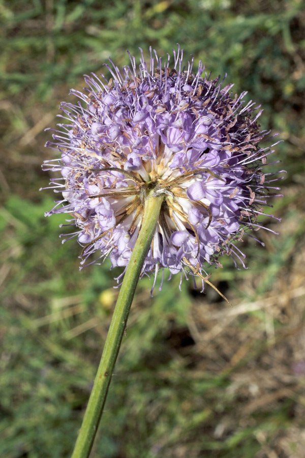 Изображение особи Dipsacus dipsacoides.