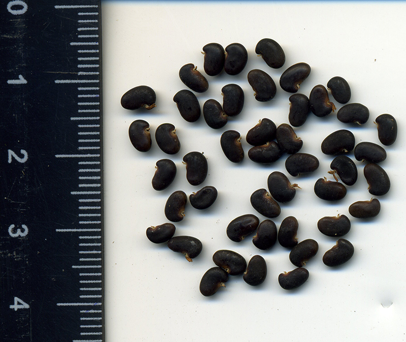 Image of Robinia pseudoacacia specimen.