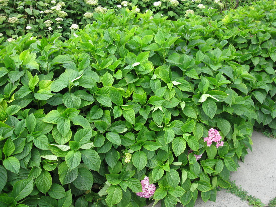 Изображение особи Hydrangea macrophylla.