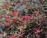 Cotoneaster oliganthus