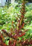 Teloxys aristata