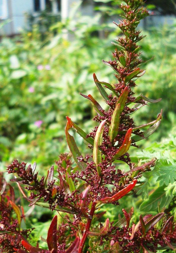 Изображение особи Teloxys aristata.