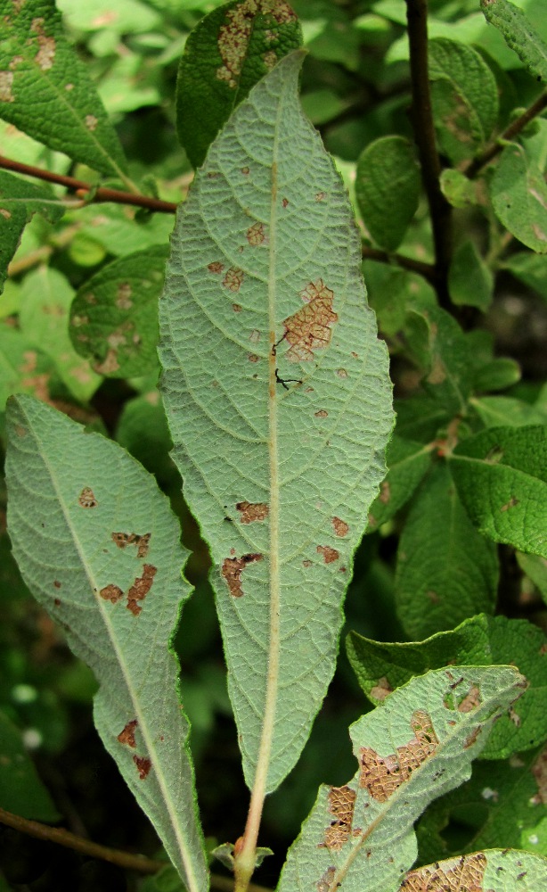 Изображение особи Salix aurita.