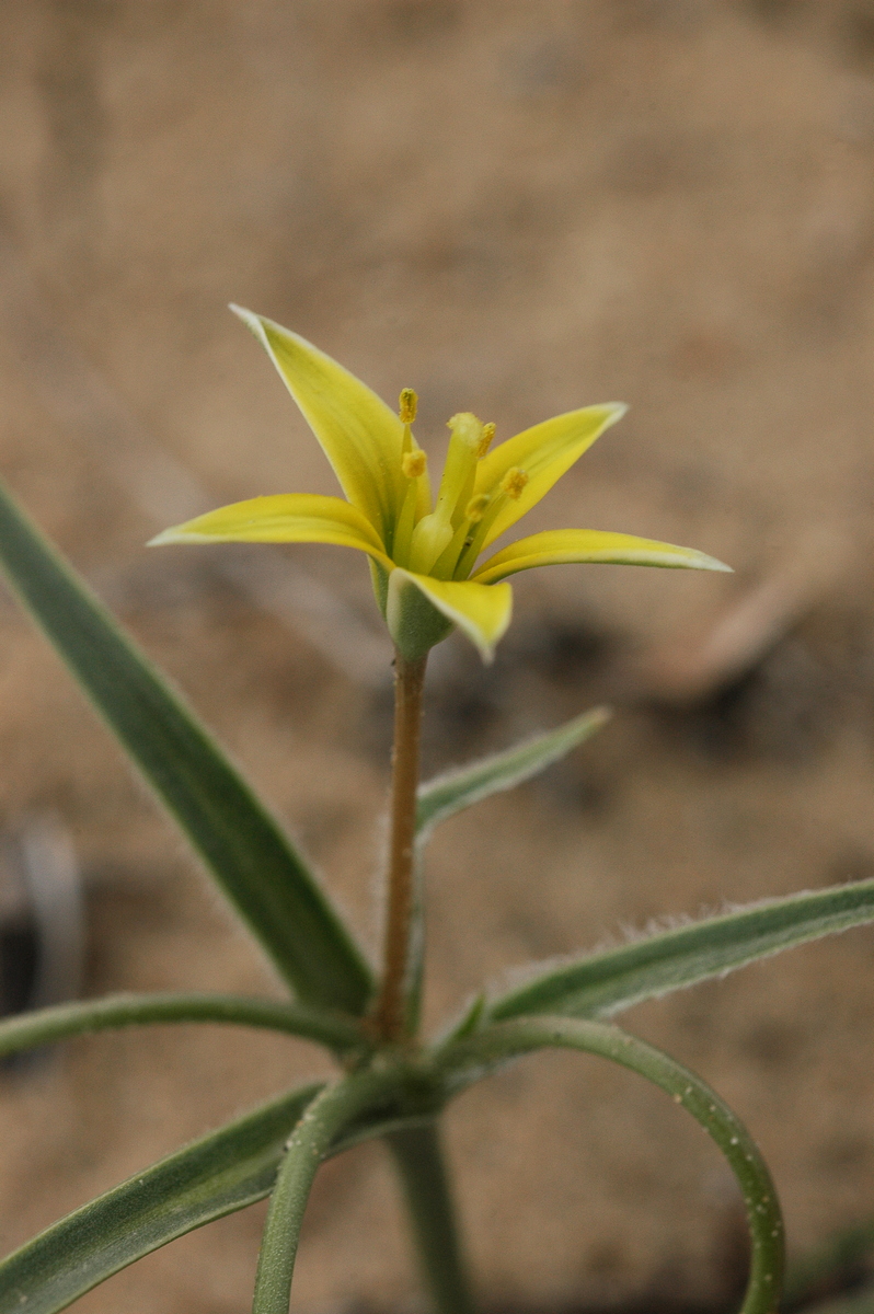 Image of Gagea divaricata specimen.