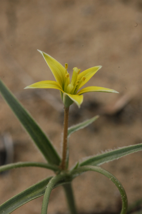 Image of Gagea divaricata specimen.