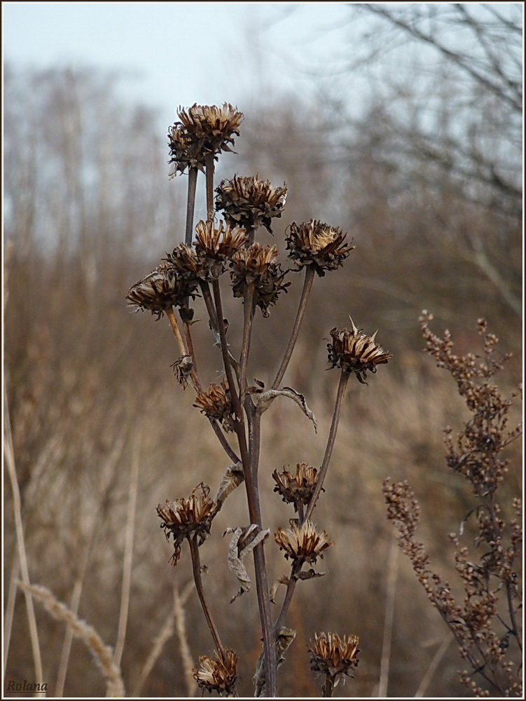 Изображение особи Inula helenium.