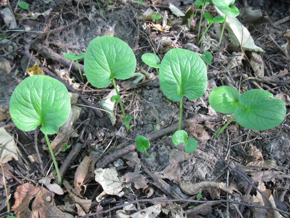 Изображение особи Doronicum orientale.