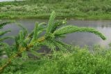 Picea obovata