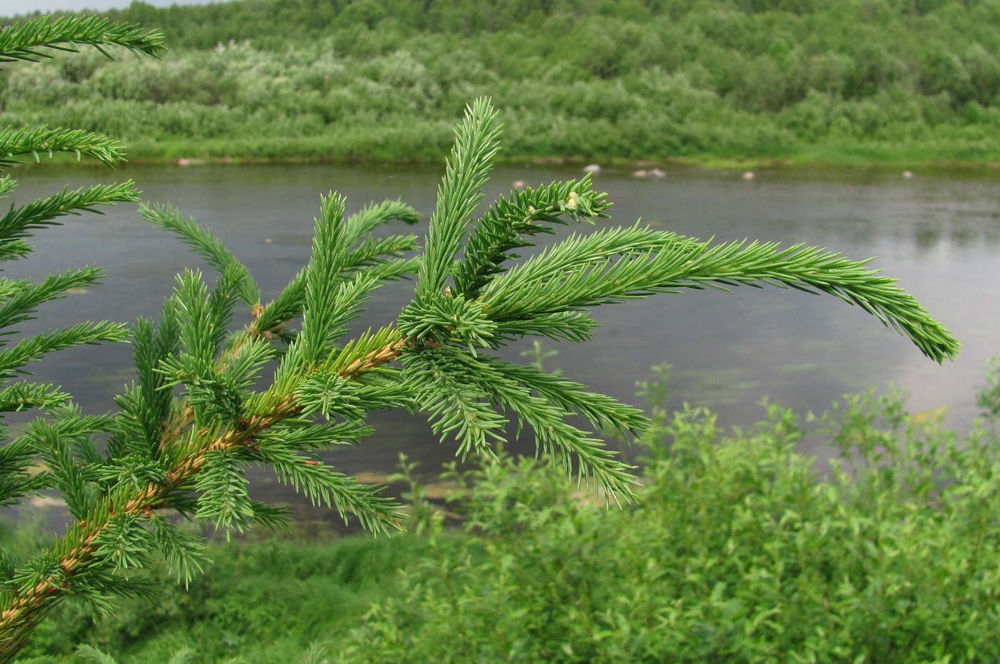 Изображение особи Picea obovata.